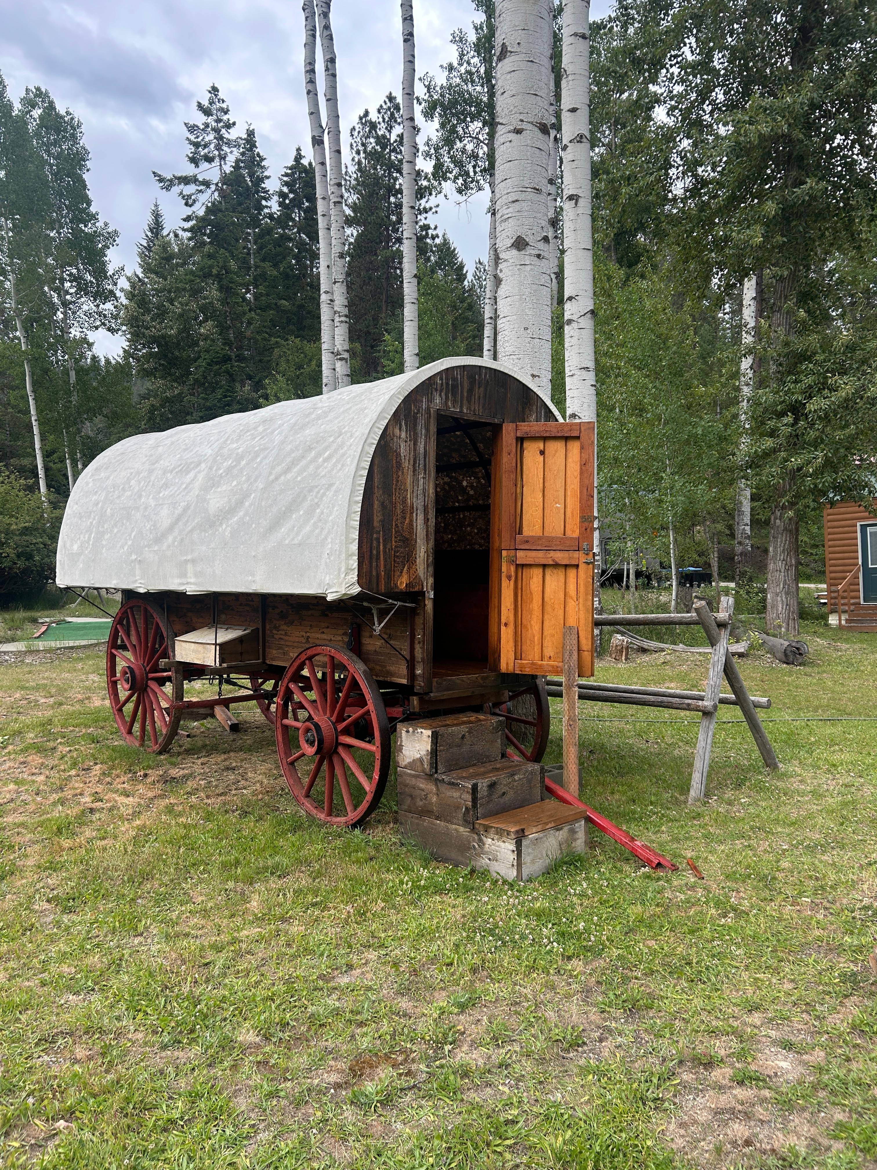 Historic covered wagon display among birch trees